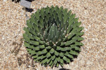 Green, Succulent Leaves With White Lining