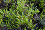 Green Succulent Leaves