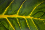 Green Swiss Chard Leaf with Yellow Veins