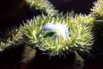 Green Tentacles of a Sea Anemone