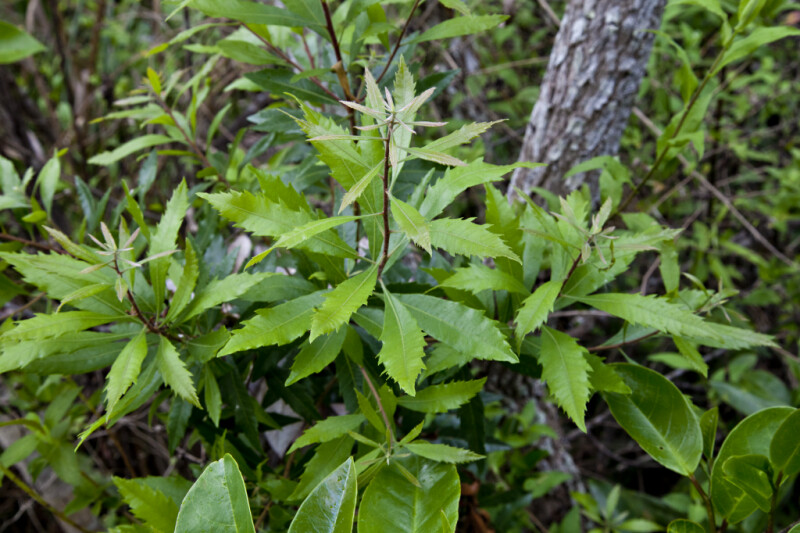 Green, Toothed Wax Myrtle Leaves