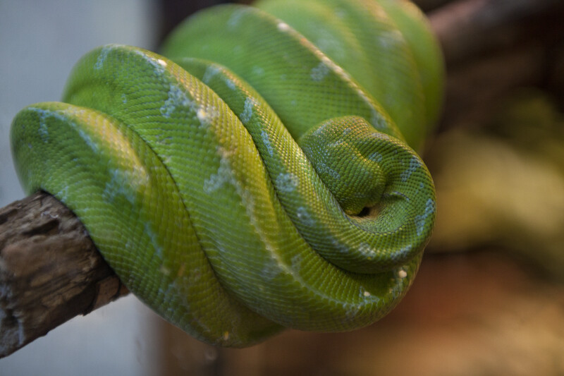 Green Tree Python Hiding