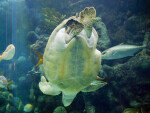 Green Turtle Bottom