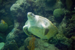 Green Turtle Swimming