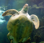 Green Turtle Underside