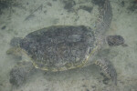 Green Turtle