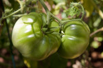 Green, Unripe Brandywine Tomatoes