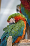 Green-Winged Macaw with Beak Tucked