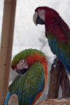 Green-Winged Macaw