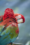 Green-Winged Macaws at Butterfly World