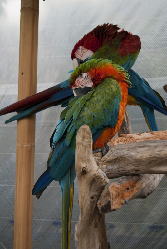 Green-Winged Macaws