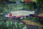 Greenback Cutthroat Trout School