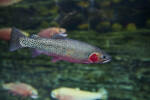 Greenback Cutthroat Trout Side