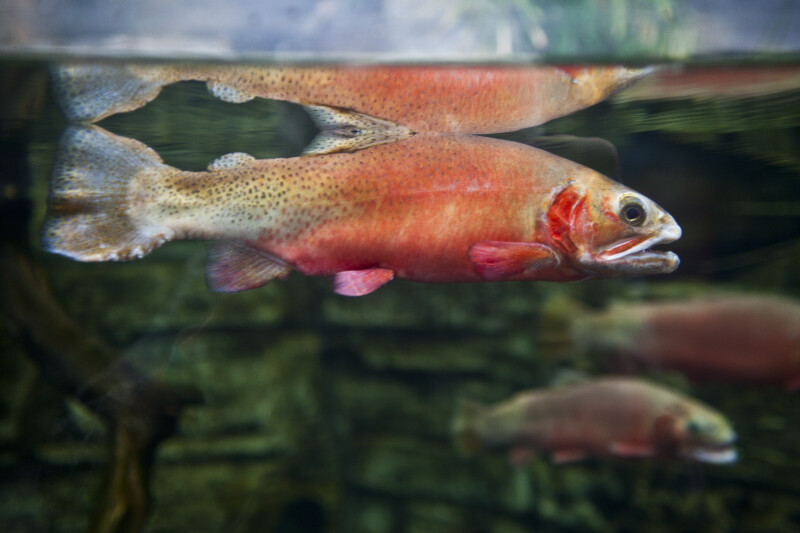 Greenback Cutthroat Trout Spawning Coloration