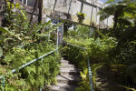 Greenhouse at the Fairchild Tropical Botanic Garden