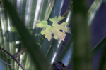 Greenish-Purple Leaf with Many Lobes