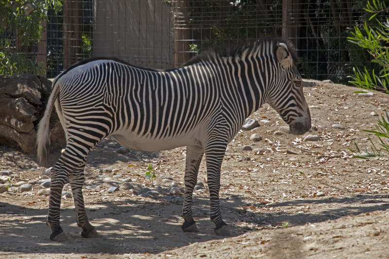 Grevy's Zebra Standing in Shaded Area at the Sacramento Zoo