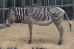 Grevy's Zebras Standing in Enclosure at the Artis Royal Zoo