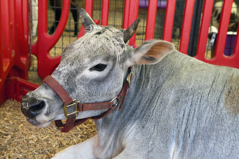 Grey Cow with Small Horns Resting in Enclosure
