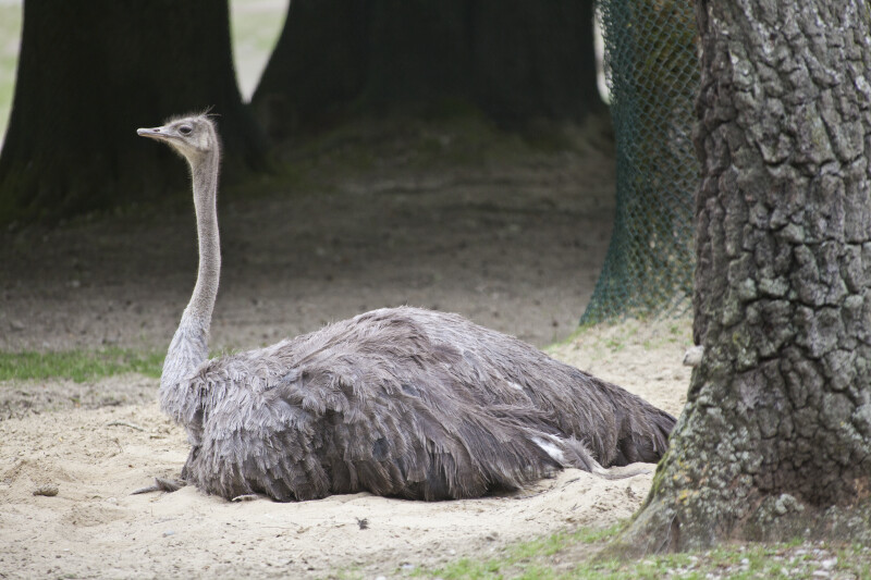 Grey Ostrich (Struthio camelus)