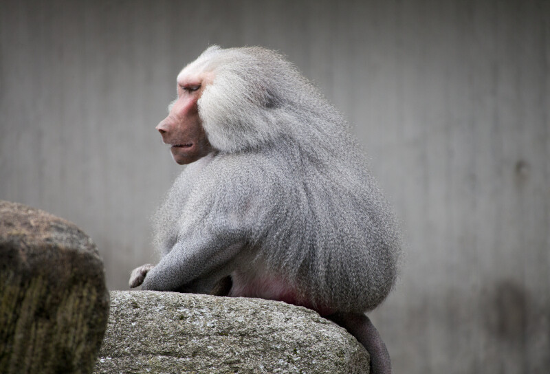 Grey Primate Sitting