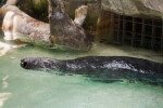 Grey Seals