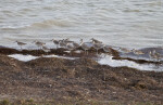 Grey Shorebirds at the Florida Campgrounds of Everglades National Park