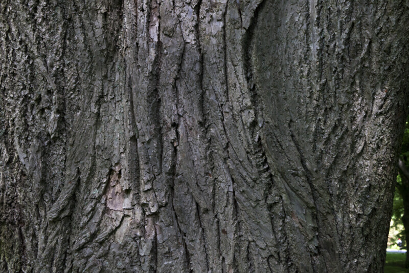 Grey Trunk of a Littleleaf Linden Tree