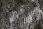 Greyish-Brown Bark of Cypress Tree