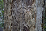 Greyish-Brown Bark of Dead Tree