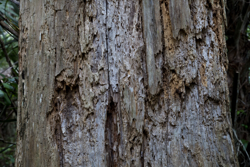 Greyish-Brown Trunk of Dead Tree