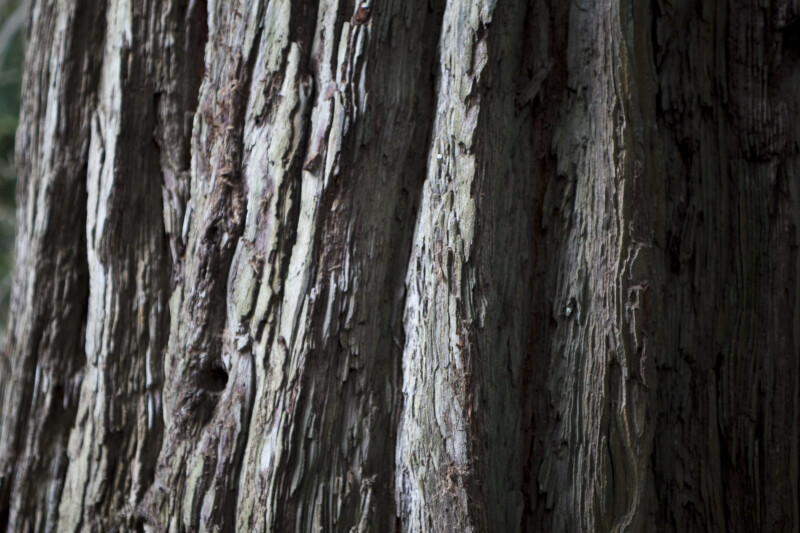 Greyish Hues - Tree Bark