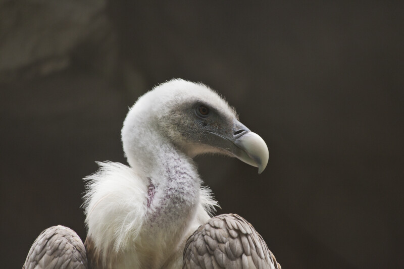 Griffon Vulture Close-Up