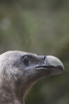 Griffon Vulture Head Side View