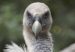 Griffon Vulture Looking Straight Ahead