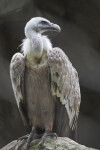Griffon Vulture Perched on a Rock at the Artis Royal Zoo