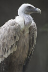Griffon Vulture Side View