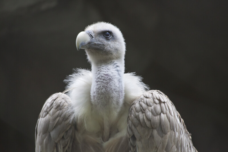 Griffon Vulture Straight-On View