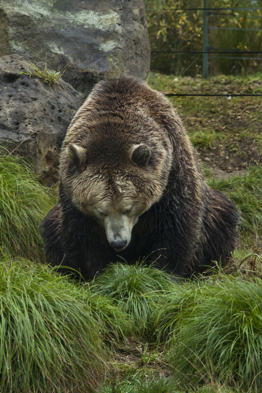 Grizzly at San Francisco Zoo