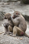 Grooming Primates
