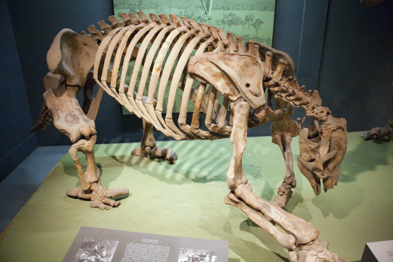 Ground Sloth Skeleton