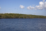 Group of Birds Flying off in the Distance