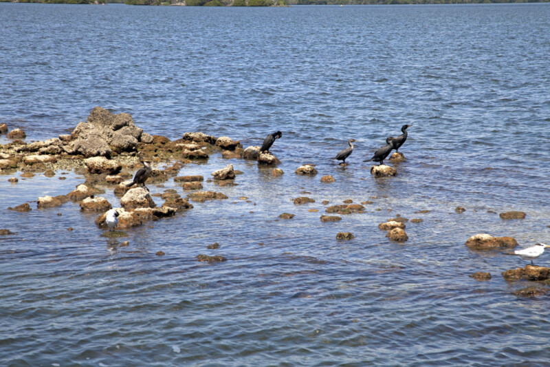 Group of Birds Including Double-Crested Cormorants Resting on Rocks
