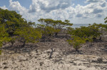 Group of Black Mangrove Trees