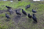 Group of Black Vultures at Anhinga Trail of Everglades National Park