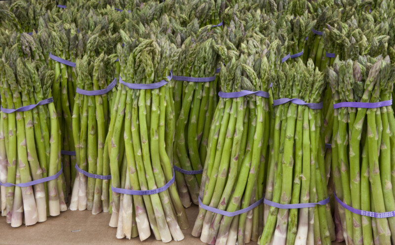 Group of Bundled Asparagus