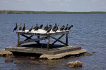 Group of Double-Crested Cormorants Resting on a Wooden Structure