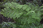 Group of Ferns near the Big Cypress Bend Boardwalk