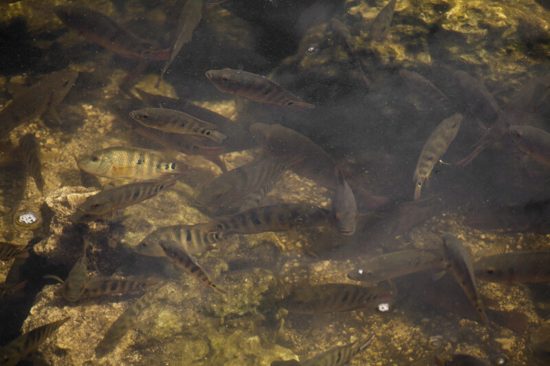 Group of Fish at Big Cypress National Preserve