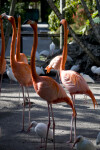 Group of Flamingos